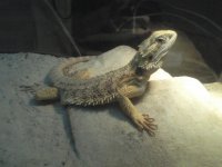 Beardie.jpg