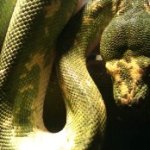 snakes 004.jpg