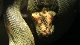 snakes 003.jpg