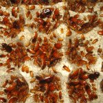 turkish roach egg crate.jpg