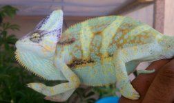 male veiled 2.jpg