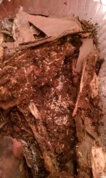 termites.jpg