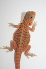 Extremeorangehypotransfemale.JPG