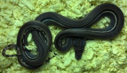 g-stripe 030.jpg