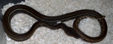 g-stripe 025.jpg
