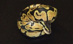 pastel male.jpg