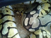 IMG00778-20111108-1342.jpg