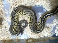 SnakeShipped.JPG