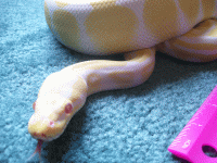 alice-head.gif