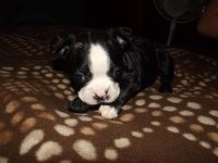 puppy3.jpg