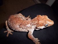 red gargoyle female.jpg
