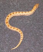 11-CL3--ACD-WHN-026 003.jpg