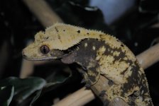 DSC_1727.jpg