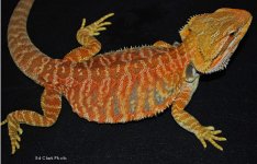 ! 12-28 Lava,Silkies. 062_edited-1.jpg