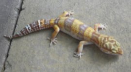 Albino.jpg