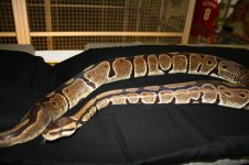 IMG_5303.jpg