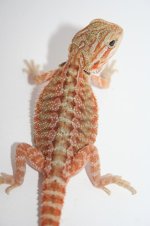 orangetranshethypofemale.JPG