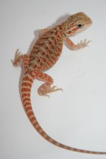 orangetranshethypofemale2.JPG