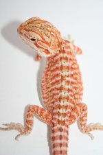 redleathermaleholdback.JPG
