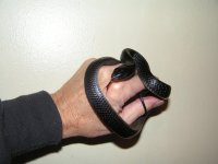 2011 female Eastern Indigo.jpg