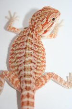 femaleleatherholdback.JPG