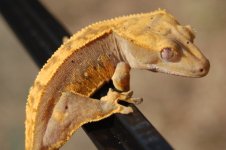 1 a b crestie 051 (640 x 426).jpg