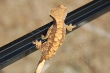 1 a b crestie 070 (640 x 426).jpg