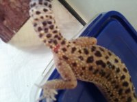tail2.jpg