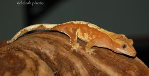 ! My Geckos 045_edited-2.jpg