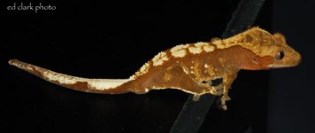 ! My Geckos 058_edited-2.jpg
