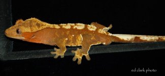 ! My Geckos 061_edited-2.jpg