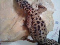 tail.jpg