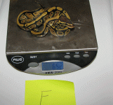 GENSTRIPE652.gif
