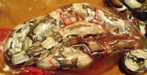B6boas 014.jpg