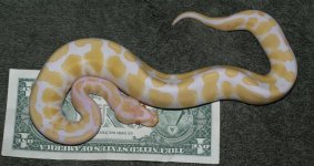 AALBINO (Medium).JPG