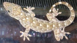 Mystery Gecko.jpg