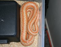 Limamel.jpg