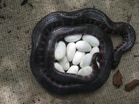 Mudsnake with eggs 1.jpg