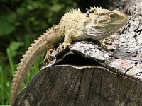tuatara.jpg