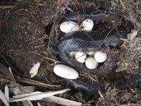 Mudsnake with eggs 2.jpg