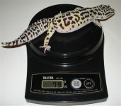 BigMomma (Small).jpg