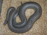 gravid borrego.jpg