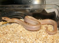 2008 hypo borrego.jpg