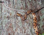 Copperhead2.jpg