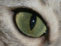 catseye_post.jpg