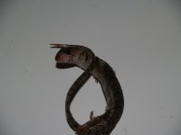 dead skink.JPG