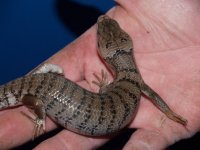 fat skink.JPG