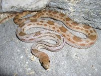 Hypo DD Fauna.JPG