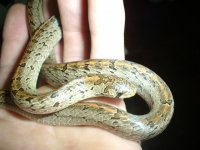 Taiwan Leopard Snake 1.JPG