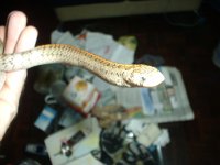 Taiwan Leopard Snake.JPG